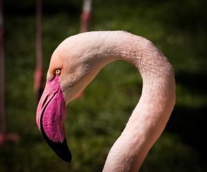flamingo-173127__340
