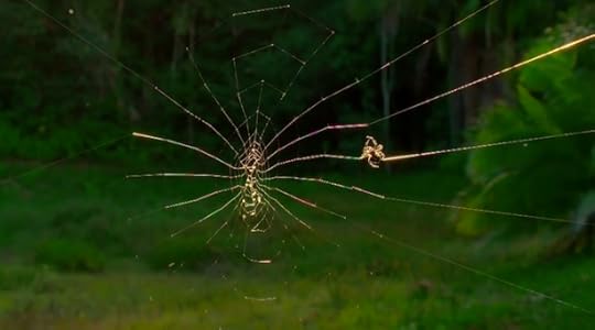 spider-giant-web