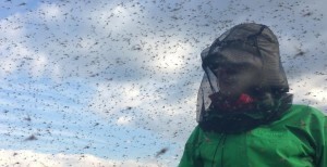 mosquitos- (2)