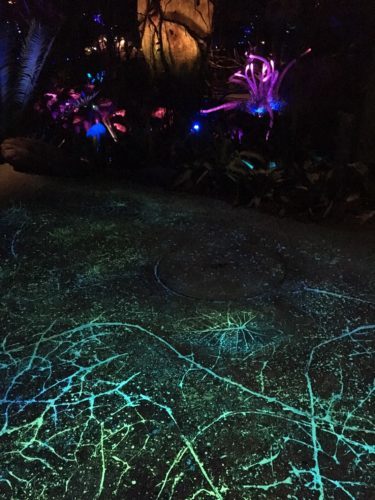 Pandora-at-night-1-05252017