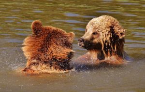 bear-1331989__340