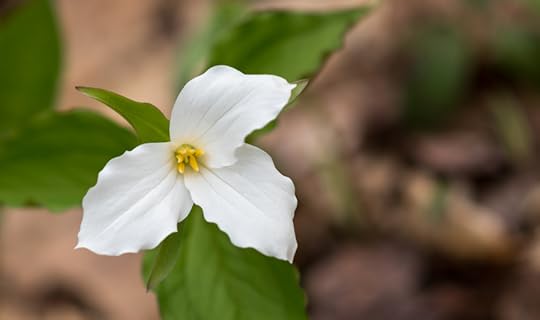 provincial flower - trillium