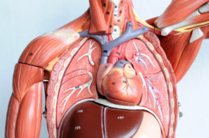 Artificial anatomic models help doctors in training