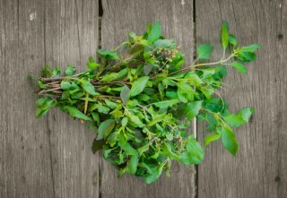 Holy Basil leaf herb ingredient of Thai food.