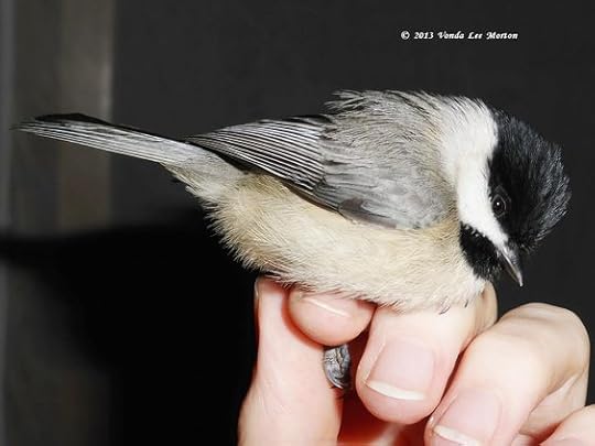 injured chickadee