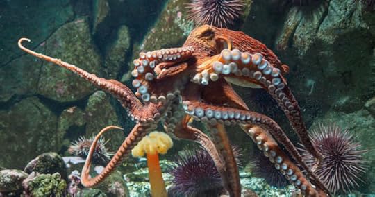 giant octopus