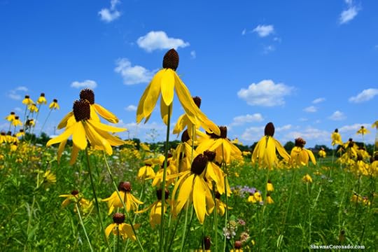 Native plant prairie