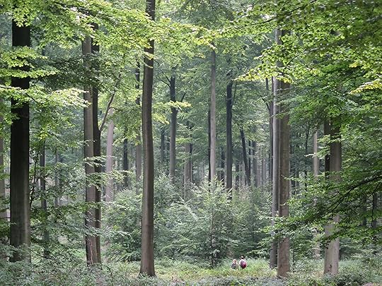 Sonian Forest