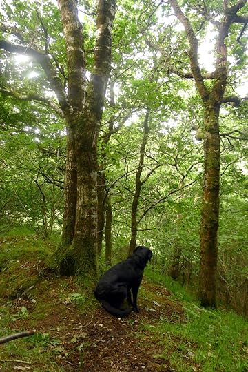 The hound in the woods