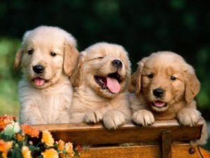 puppies_championline_62324