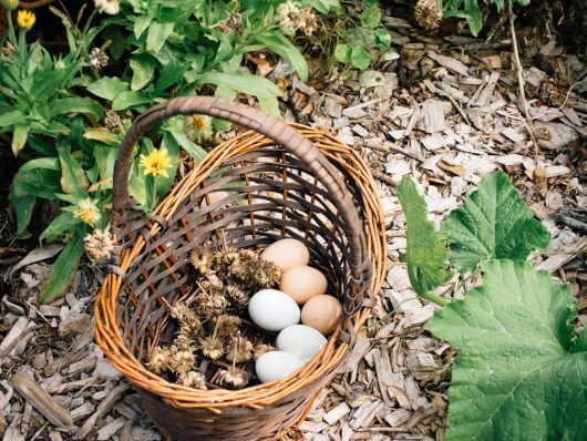Collecting calendula seeds and fresh eggs from the garden
