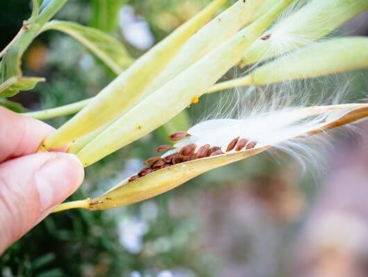 Collecting milkweed seeds