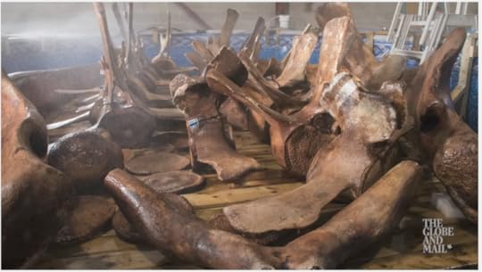 Bones of the blue whale 