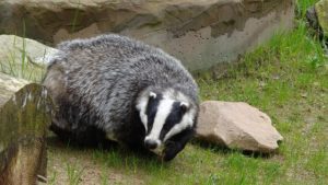 badger-44204_640