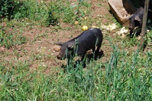 pig800