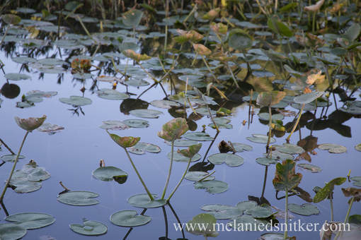 Photography: Beauty in the Texas Hill Country - Photos by Melanie D. Snitker