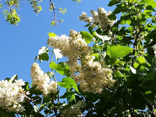 lilac bush