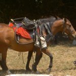 amateur, Civil War games, Confederates in the Attic, Texas Brides Collection, John Hunt Morgan, An Inconvenient Gamble, reenactors