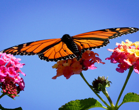 Photo: Butterflyways blooming throughout the land