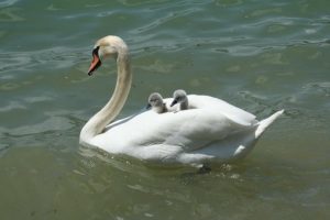 swan-2121797__340