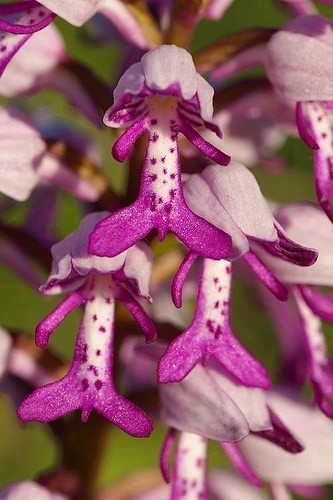 Orchis Militaris aka the Military Orchid