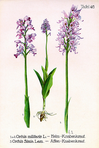 Orchis Militaris aka the Military Orchid