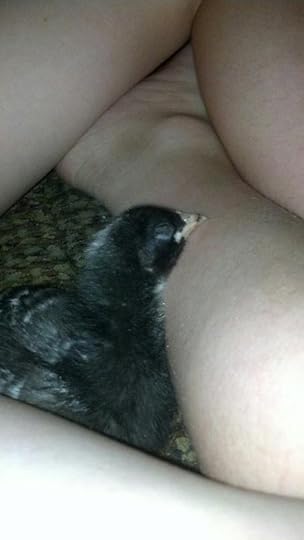  photo chicken baby 4_zpslxaainub.jpg