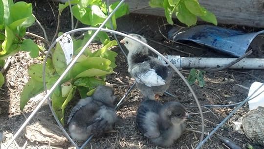  photo chicken baby 2_zps2soihaew.jpg