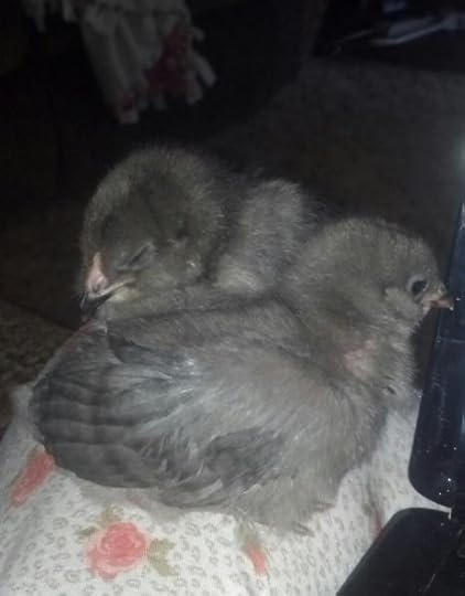  photo 906c98d9-06d5-475b-b43c-7051b07139b3_zpstmtvlin4.jpg