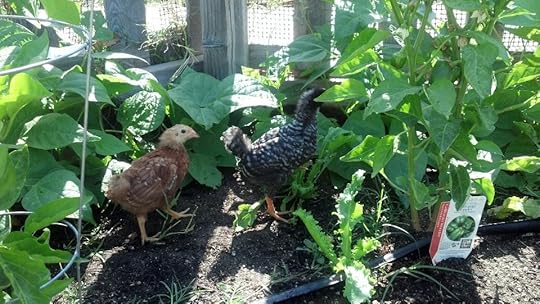  photo chicken garden_zpsmms1h2jk.jpg