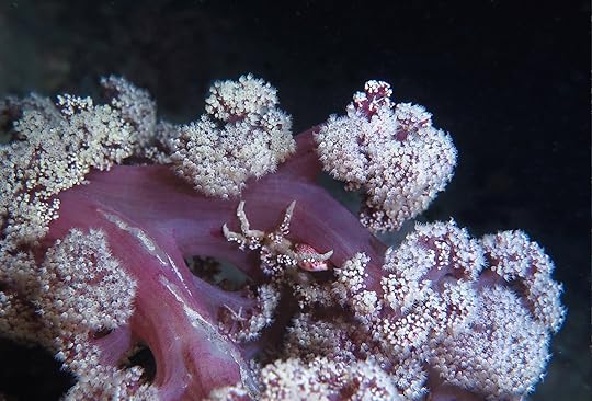 Crab and soft coral sst 2 cmp7