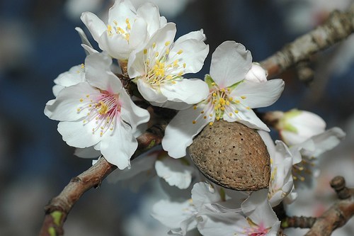Almond blossoms