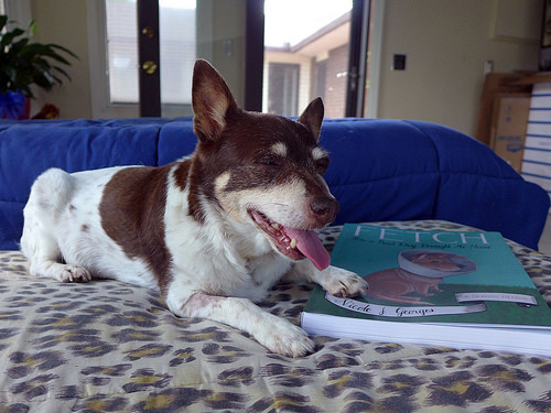 2017-07-14 - O-Ren Hearts Fetch - 0011 [flickr]