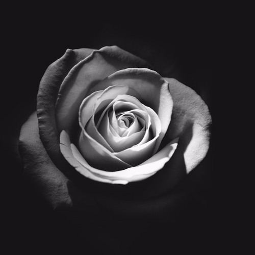 Image result for free black and white rose