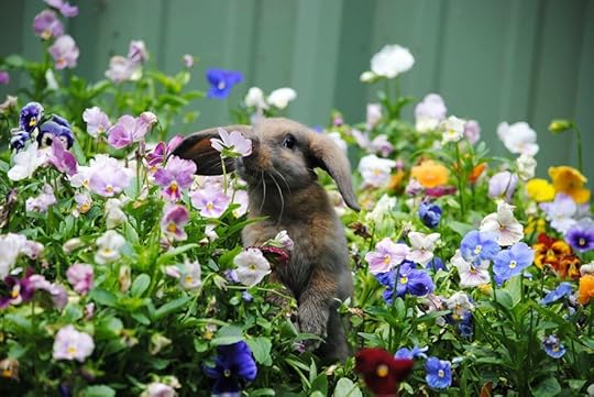 Image result for flowers