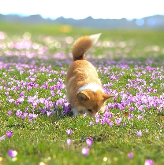 Image result for flowers