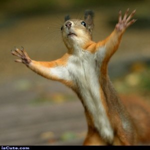 hands up squirrel