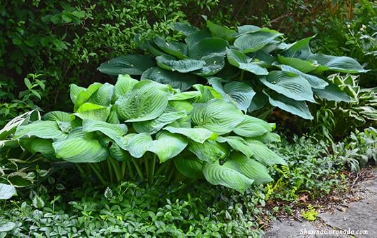 Hosta Plants copyright Shawna Coronado