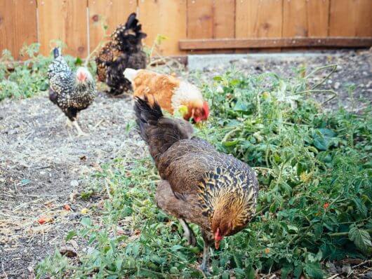 How to Support a Healthy Backyard Flock Integration