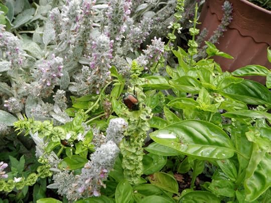 Organic Japanese Beetle Control