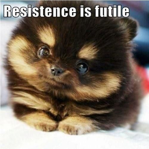 197759_331537456920303_126894987384552_761883_539188150_n.jpg (500×500)