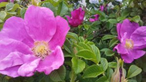 beachroses
