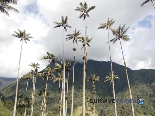 6 Valle de Cocora, Awesome Things to do in Colombia, Travel Colombia Cartagena, Travel Colombia Bogota, Travel Colombia Tips, Travel Colombia Posts, Travel Colombia Medellin, Survive Travel
