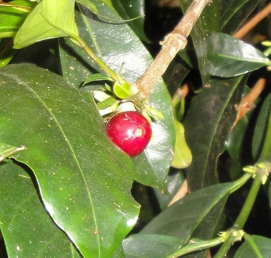 Coffee Cherry