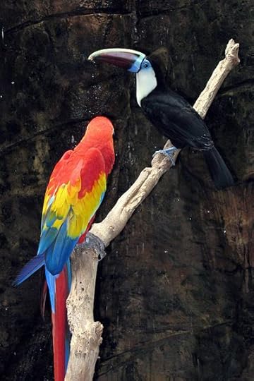 File:Ara macao & Ramphastos tucanus GFDL.jpg