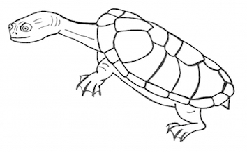 'Dr Huxley's Bequest' turtle illustration