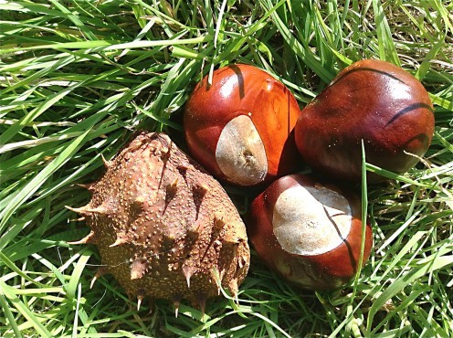 Chestnuts