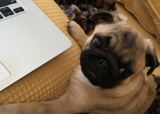 pug author assistant