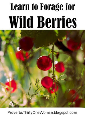 Foraging for Wild Berries, Eating Wild Berries, Picking Wild Berries