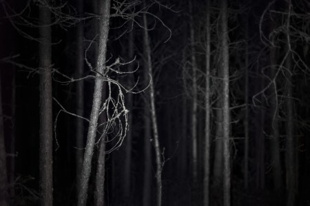 Dark Woods